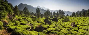 Typically Indian Prints: Tea plantations, Munnar, Western Ghats Mountains, Kerala, India, Asia