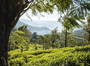 Typically Indian Prints: Tea Plantations near Munnar, Kerala, India, South Asia