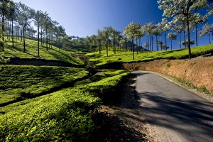 Images Dated 7th March 2008: Tea plantations, Vagamon, Kerala, India, Asia