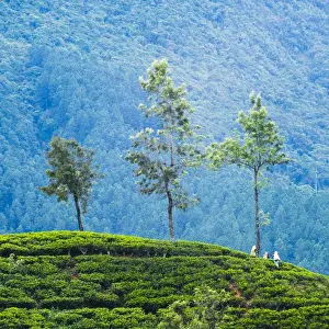 Nuwara Eliya Prints: Tea pluckers working at a tea plantation in the the Central Highlands