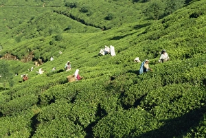 Tea plucking