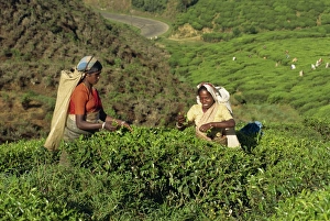 Tea plucking