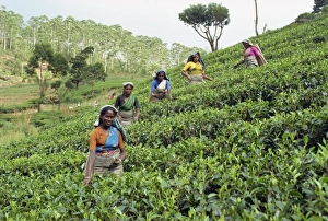 Sri Lanka Prints: Tea plucking