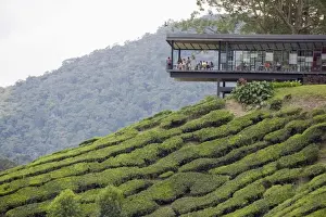 Cafes Prints: Tea shop on a tea plantation, BOH Sungai Palas Tea Estate, Cameron Highlands