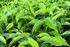 Tea shrub, near Munnar, Kerala, India, Asia