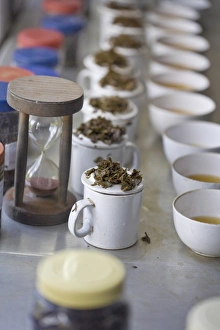 Images Dated 5th November 2008: Tea tasting, Factory, Goomtee Tea Estate, Kurseong, West Bengal, India, Asia