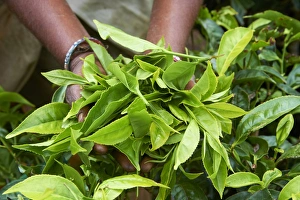 Munnar Prints: Tea, tea plantations, Munnar, Kerala, India