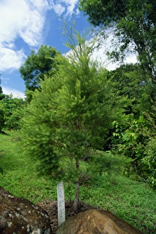 Tea tree, Ballina, New South Wales, Australia, Pacific