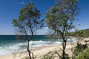 Tea trees at Aragunnu Beach and coast of Tasman Sea, part of the Pacific Ocean