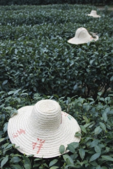 Head Piece Prints: Tea workers hats lying on tea bushes, Longjing, Hangzhou, Zhejiang, China, Asia