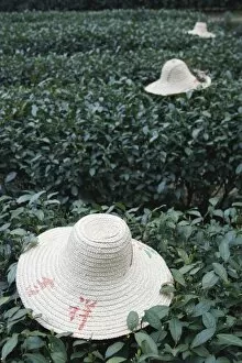 Images Dated 11th April 2009: Tea workers hats lying on tea bushes, Longjing, Hangzhou, Zhejiang, China, Asia