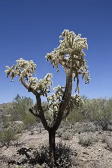 Cacti Prints: Teddy Bear Cholla cactus (Cylindropuntia Bigelovil)