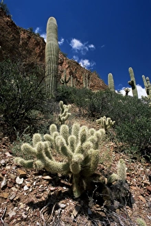 Phoenix Prints: Teddy bear cholla (Opuntia bigelovii)