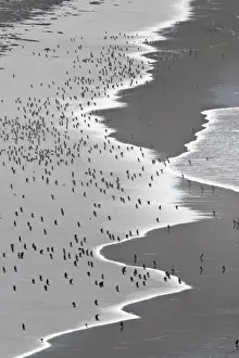 Colonies Prints: Teeming with life, Gentoo penguins (Pygoscelis papua) on the beach