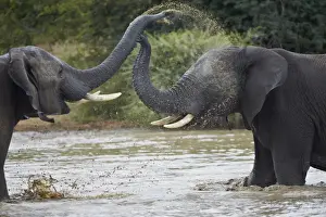 Two teenaged male African Elephant (Loxodonta africana) playing, Kruger National Park, South Africa, Africa