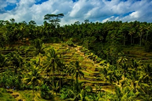 Terraced Field Prints: Tegalalang Terraced Rice Paddy, Bali, Indonesia, Southeast Asia, Asia