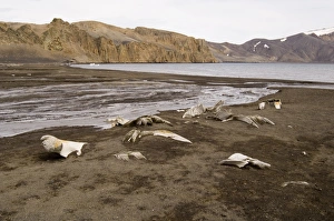 Telephone Bay, Deception Island, South Shetland Islands, Antarctica, Polar Regions