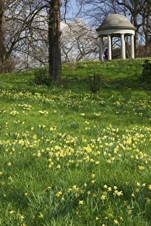 Daffodils Prints: Temple of Aeolus in spring, Royal Botanic Gardens