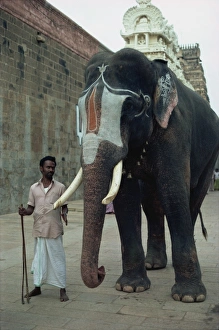 Working Animal Prints: Temple elephant near Tiruchirapali, Srirangum Nyak, India, Asia
