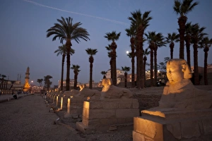 Images Dated 8th February 2009: Temple at Luxor, Thebes, UNESCO World Heritage Site, Egypt, North Africa, Africa