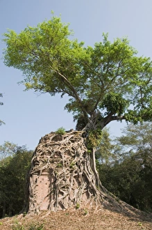 Images Dated 14th January 2008: Temples in the ancient pre Angkor capital of Chenla, Cambodia, Indochina