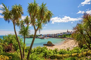 Arecaceae Prints: Tenby, Pembrokeshire, Wales, United Kingdom, Europe