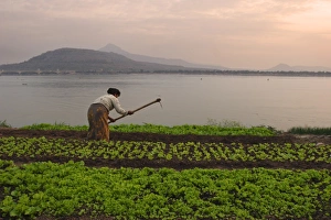 Lettuce Prints: Tending the crops on the banks of the Mekong river