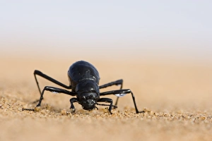 Beetle Prints: Tenebrionid beetle (Onymacris unguicularis)