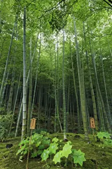 Green Colour Prints: Tenryu-ji temple garden bamboo grove with under-planting in summer, Arashiyama, Kyoto