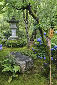 Hydrangea Prints: Tenryu-ji temple garden, large stone lantern amongst leafy trees with vivid blue