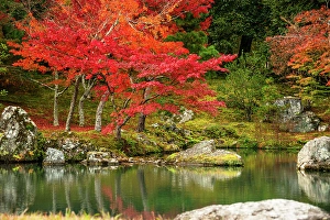 Mossy Prints: Tenryu-ji Temple's tranquil Zen garden