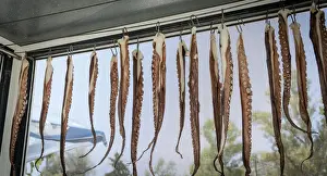 Eateries Prints: Tentacles of freshly caught Octopus hanging to dry in a Greek restaurant