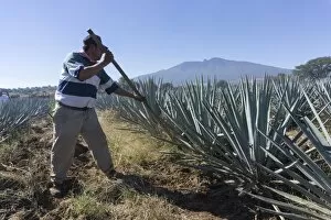 35 39 Years Gallery: Tequila is made from the blue agave plant in the state of Jalisco and mostly around