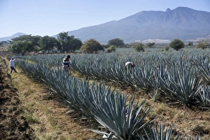 Tequila is made from the blue agave plant in the state of Jalisco and mostly around