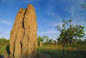 Kakadu Prints: Termite cathedral by the Arnhem Highway near the Mary River Crossing between Darwin