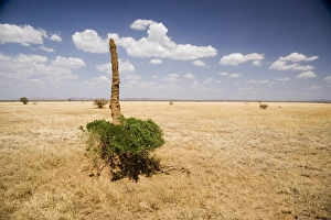 Loneliness Prints: Termite mound, Lower Omo Valley, Ethiopia, Africa