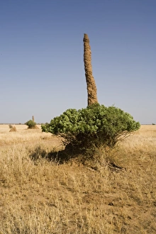 Loneliness Prints: Termite mound in southern Ethiopia, Ethiopia, Africa