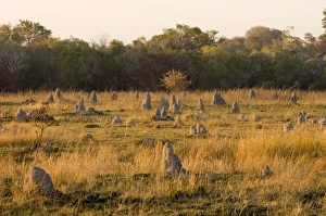 Termite Mounds Prints: Termite mounds, Kafue National Park, Zambia, Africa