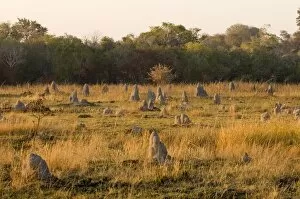 Termite mounds, Kafue National Park, Zambia, Africa