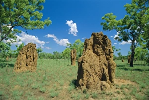 Kakadu Prints: Termite mounds, Kakadu National Park, Northern Territories, Australia