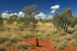 Outback Prints: Termite mounds in the Outback, Queensland, Australia, Pacific
