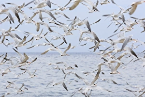 Tern Prints: Terns on Capitola Beach, Capitola City