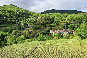 Terrace Prints: Terrace cultivation of sweet onions in Cevennes region of France during spring season