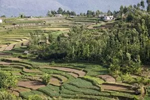 Terrace farming, Marayoor, Idukki district, Kerala, India, Asia