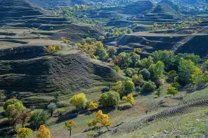 Terrace Prints: Terrace fields with trees and hills in Dagestan showcase agricultural landscape