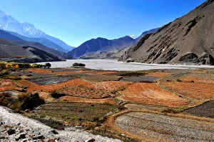 Terraced Prints: Terraced barley fields near Kagbeni, Mustang, Nepal, Himalayas, Asia
