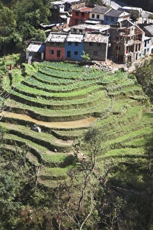 Images Dated 1st January 1970: Terraced field infront of The Trisuli Center - whitewater base for Himalayan Encounters