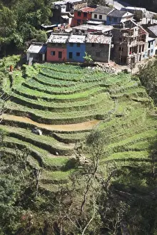 Terraces Prints: Terraced field infront of The Trisuli Center - whitewater base for Himalayan Encounters