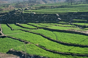 Terraced fields