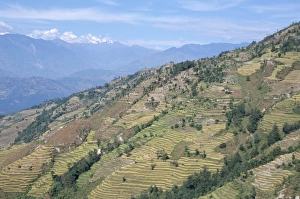 Himalaya Prints: Terraced fields in lower Trisuli Valley